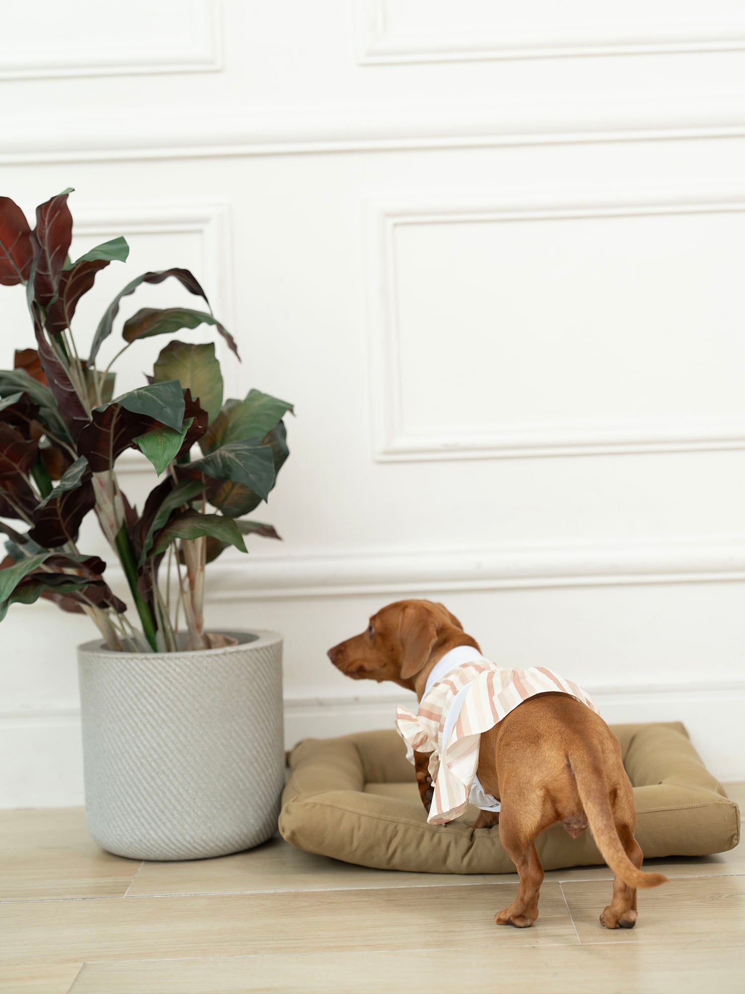 Cama Flat Saúde – dogmatch PET
